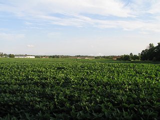 Property photo 14 - 80+/- Acres Land Auction offered in 5 Tracts